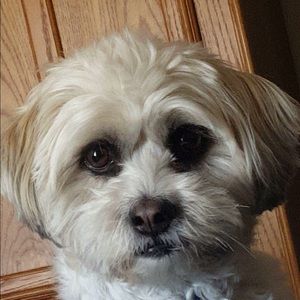 Meet your Posher, Chase